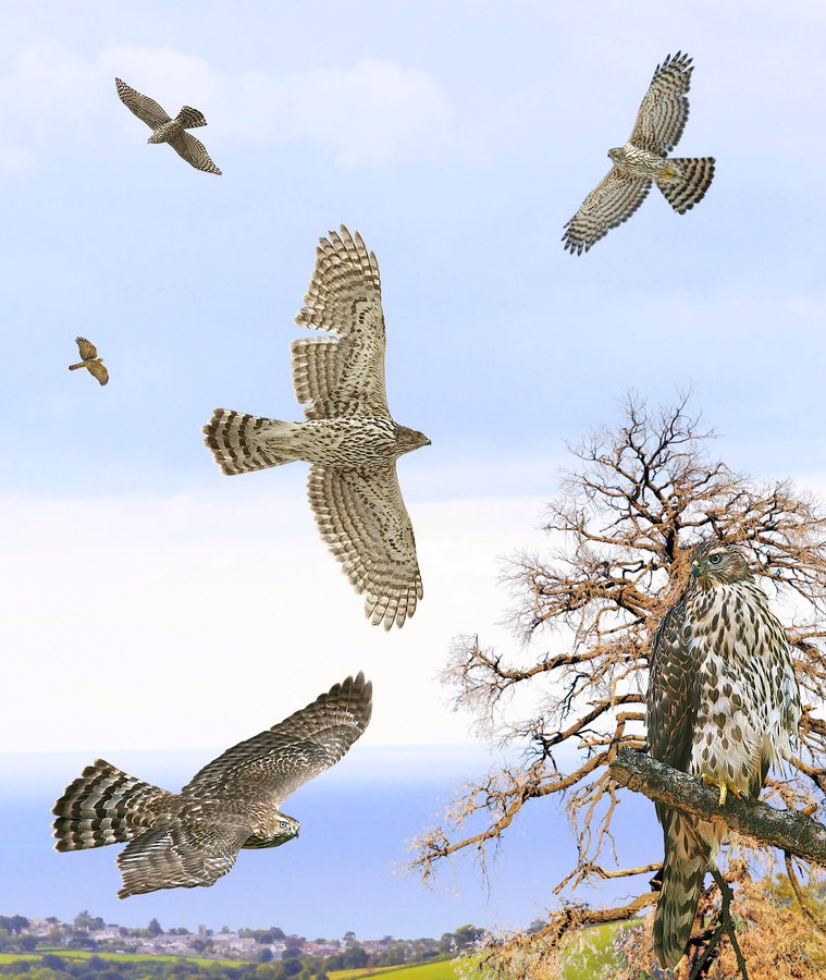Northern Goshawk 3